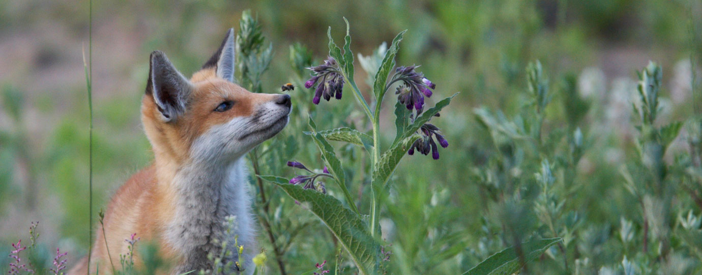 Fuchs im Nationalpark, Mecklenburgische Seenplatte